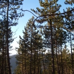 pinede dans massif de Beaumont hautes-Alpes