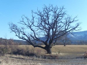 aupres-de-mon-arbre