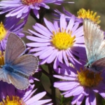 papillon de montagne sur aster