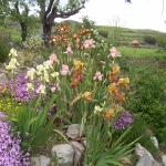 iris du jardin des eyssaups dans le buech